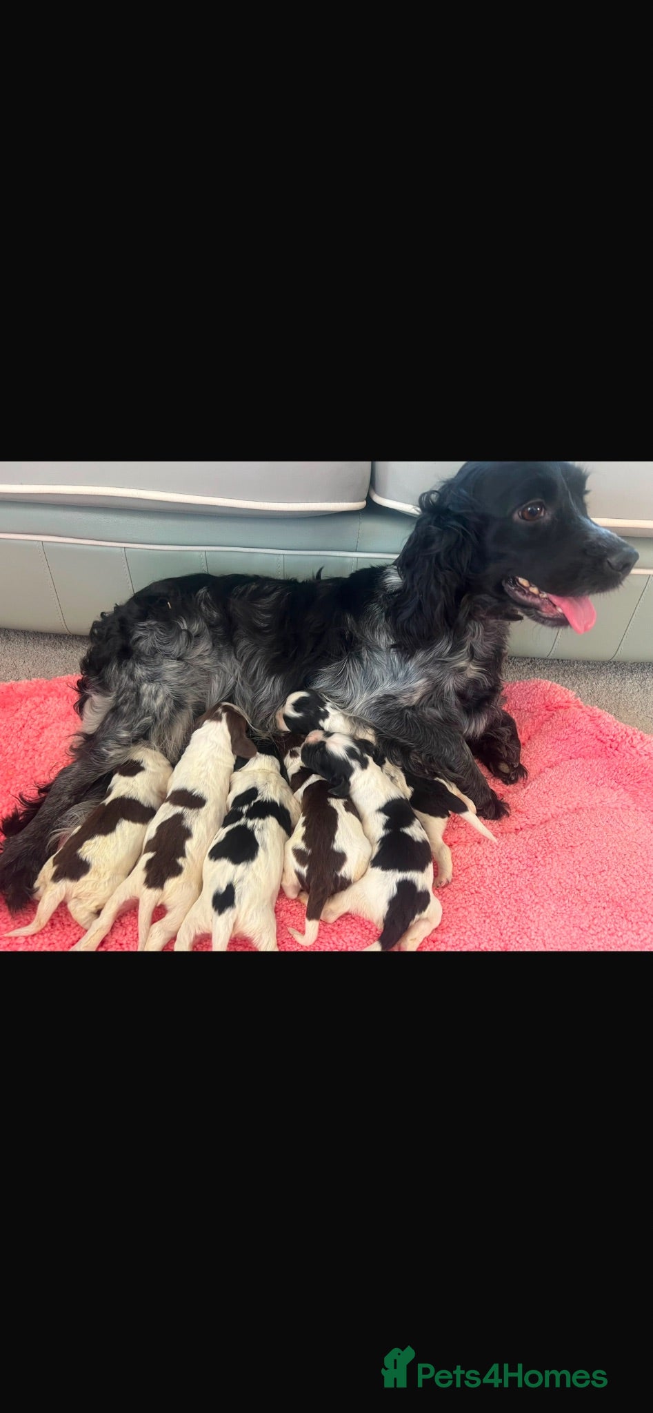 Cocker Spaniel dogs Adorable cocker spaniels  - Advert 1