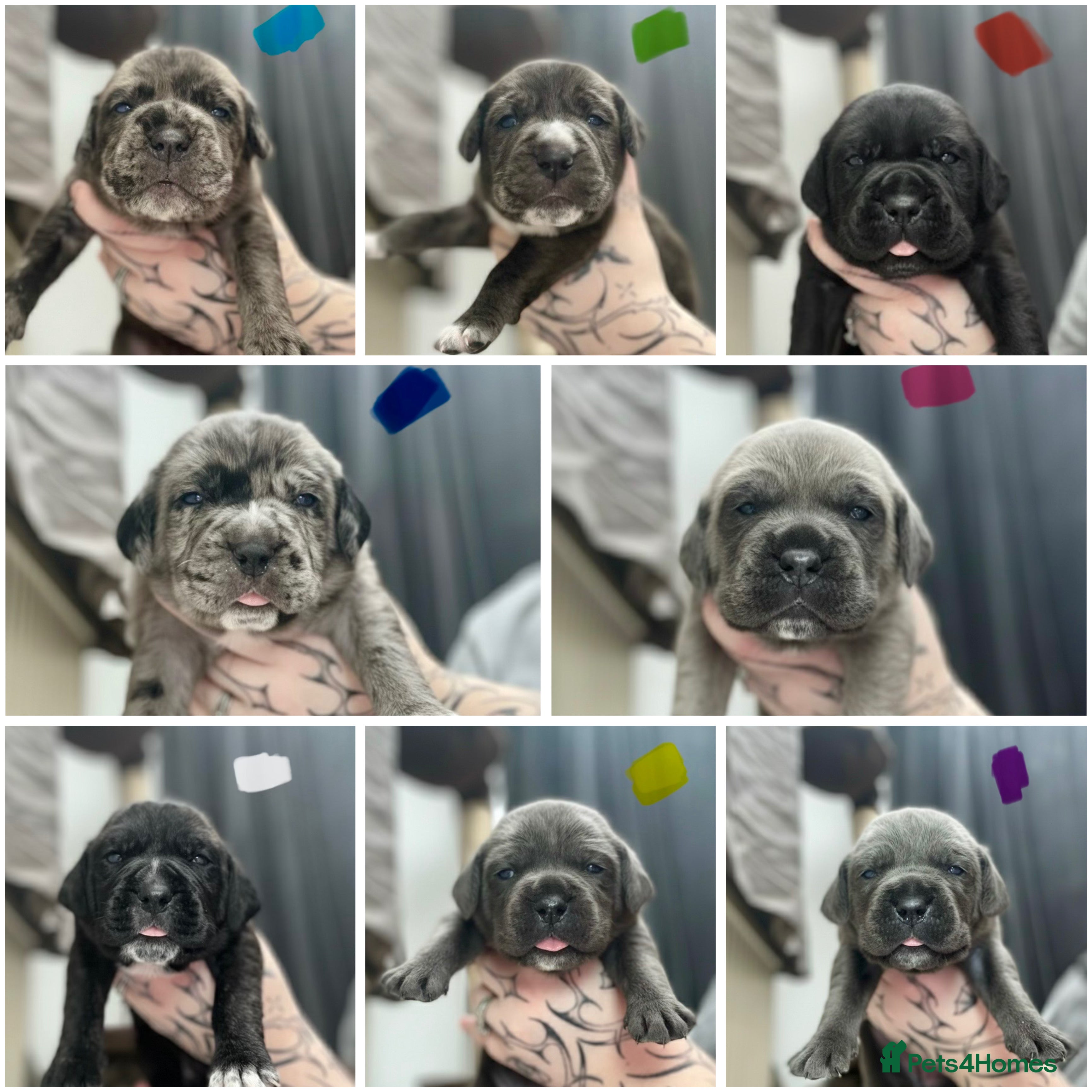 Cane Corso dogs Stunning cane corso puppy’s  - Advert 14