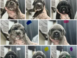 Cane Corso dogs Stunning cane corso puppy’s - Advert 14