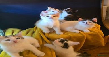 Mixed Breed cats - Advert 7