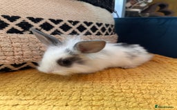 Lionhead rabbits for sale: Lionhead Babies for Sale  - Image 17