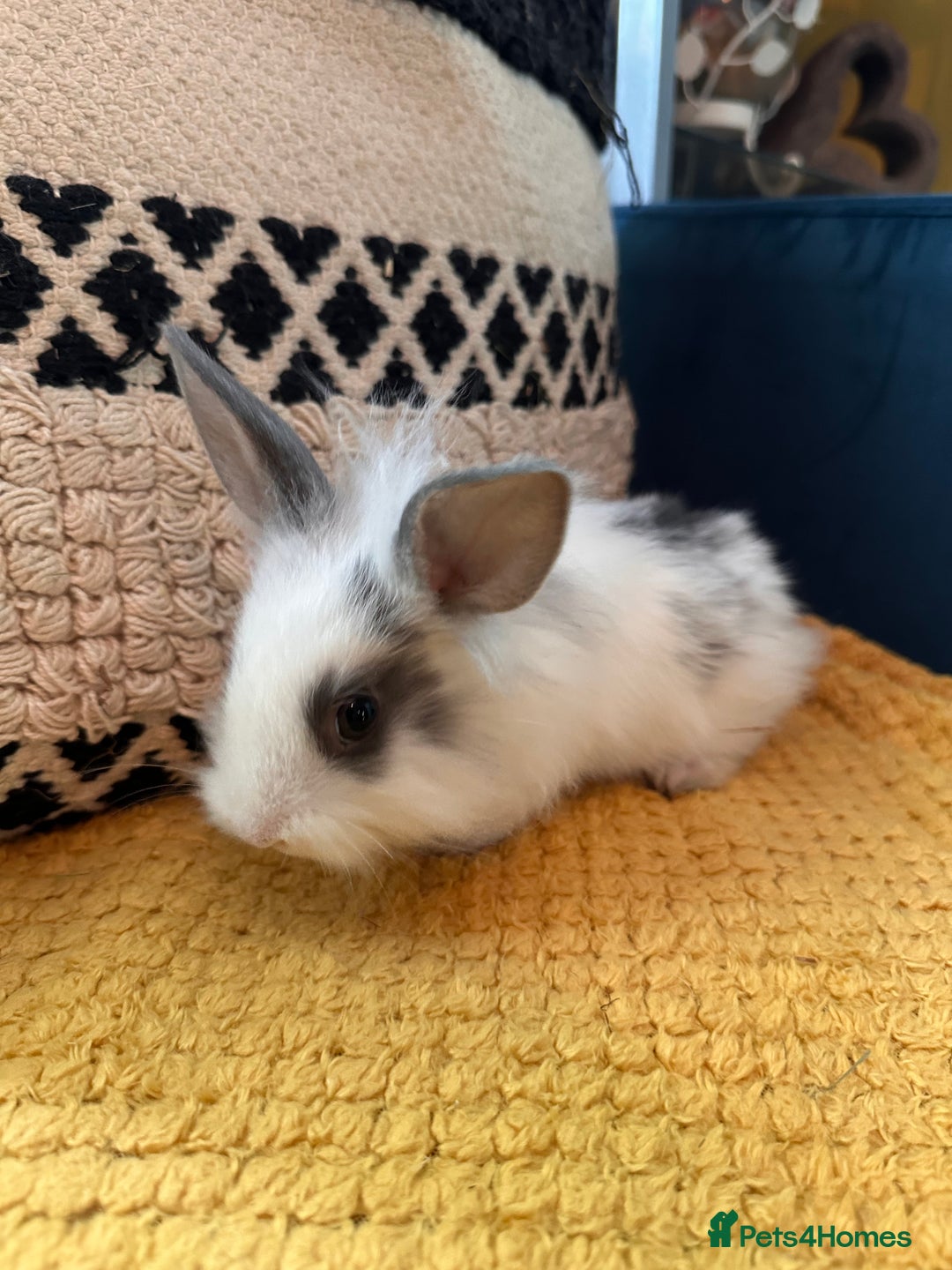 Lionhead rabbits for sale: Lionhead Babies for Sale  - Image 17