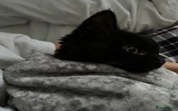 British Longhair cats for sale: Longhair Kitten 🐈‍⬛ 🖤!!(REDUCED BY £100) - Image 10