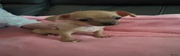 Chihuahua dogs for sale: 3 Female Chihuahua Puppies for Sale in Burnley - Advert 2
