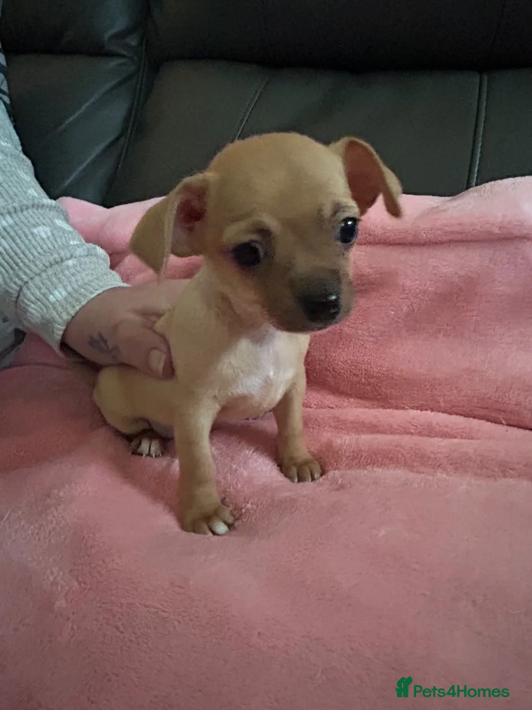 Chihuahua dogs for sale: 3 Female Chihuahua Puppies for Sale in Burnley - Advert 2