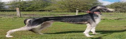 Saluki dogs for stud: Kc reg pure saluki  - Advert 3