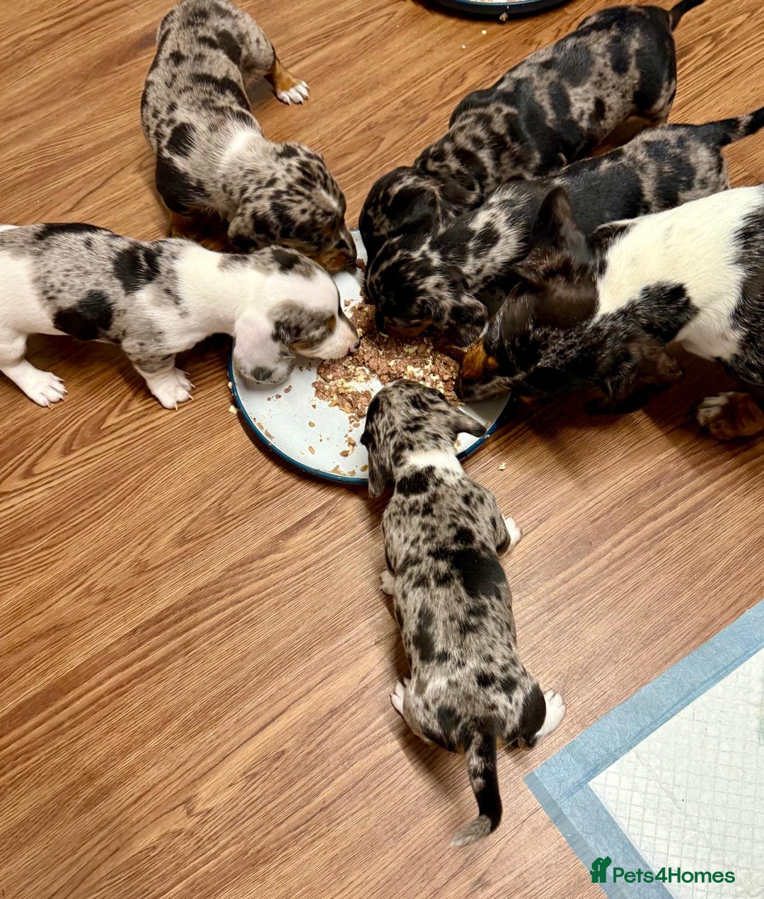 Miniature Dachshund dogs for sale: Stunning Unique Miniature Dachshund Puppies  - Image 24