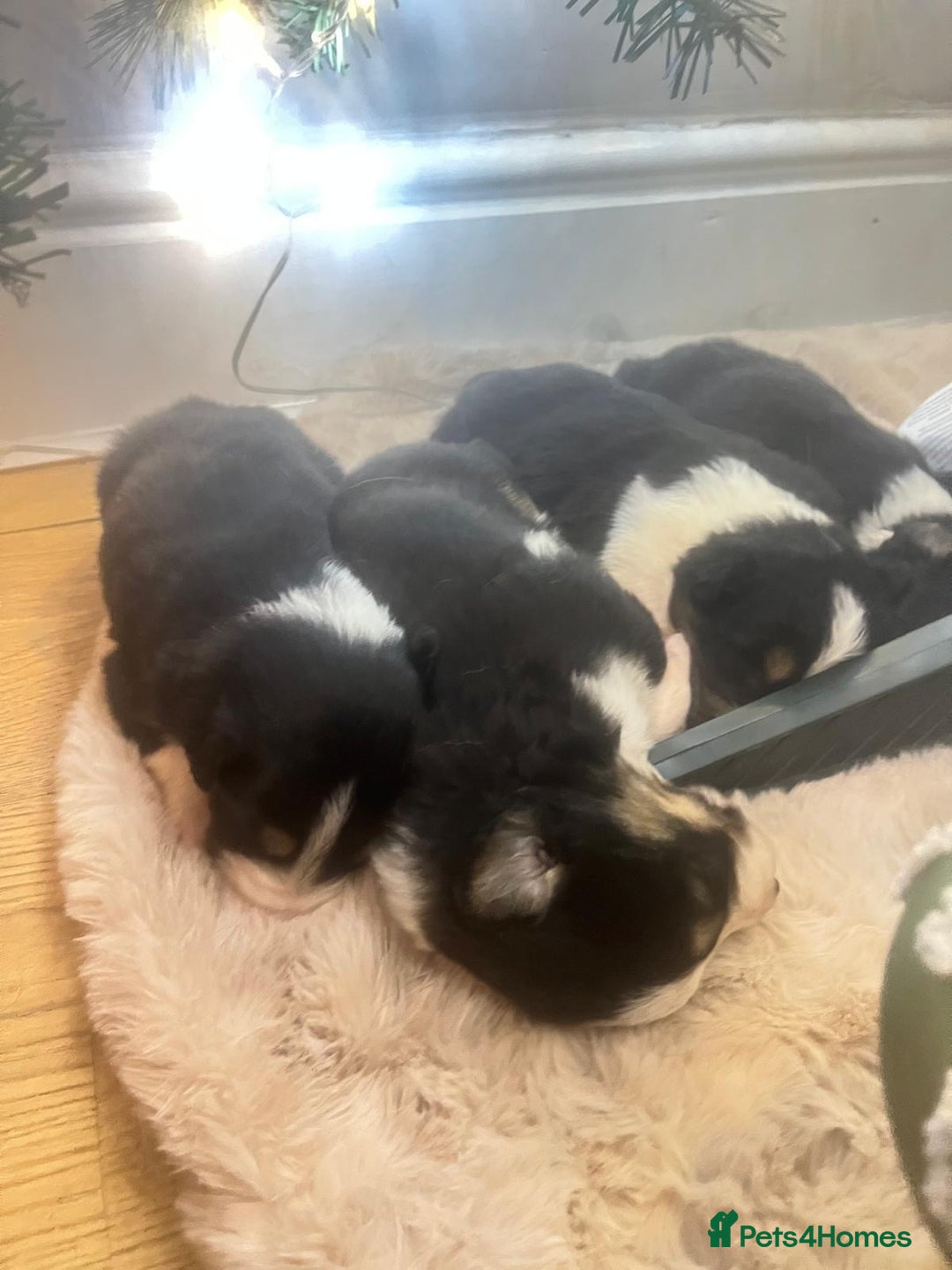 Border Collie dogs for sale: 6 beautiful tri border collie pups for sale  - Advert 4