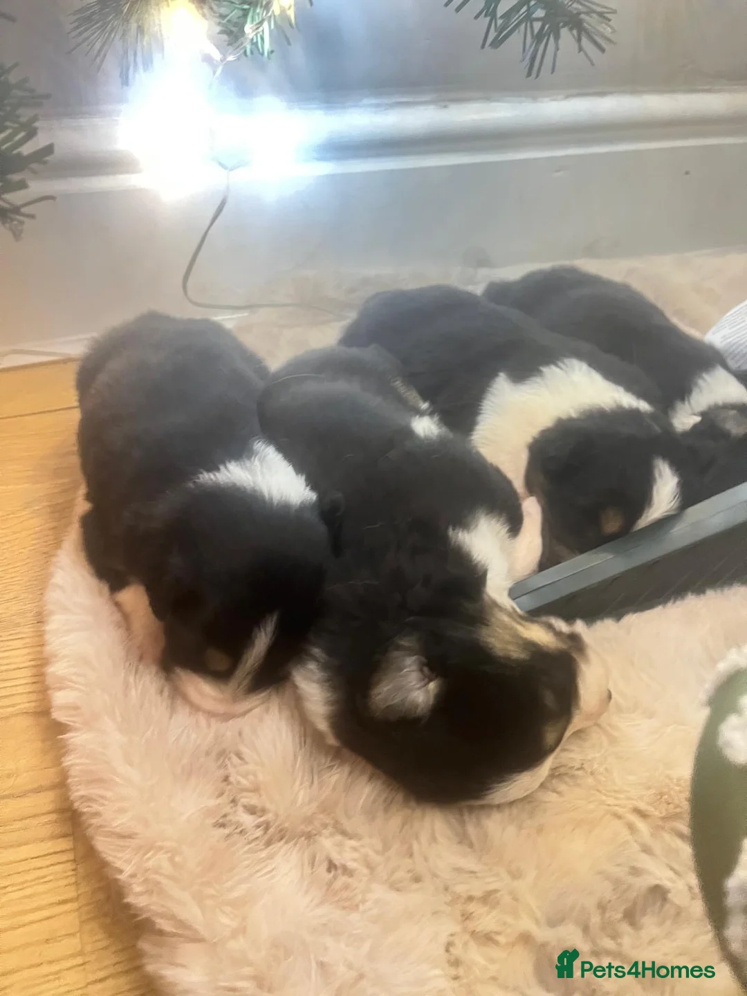 Border Collie dogs for sale: 6 beautiful tri border collie pups for sale  - Advert 17