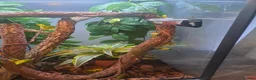 Gecko reptiles for sale: Male mossi geko  - Advert 3