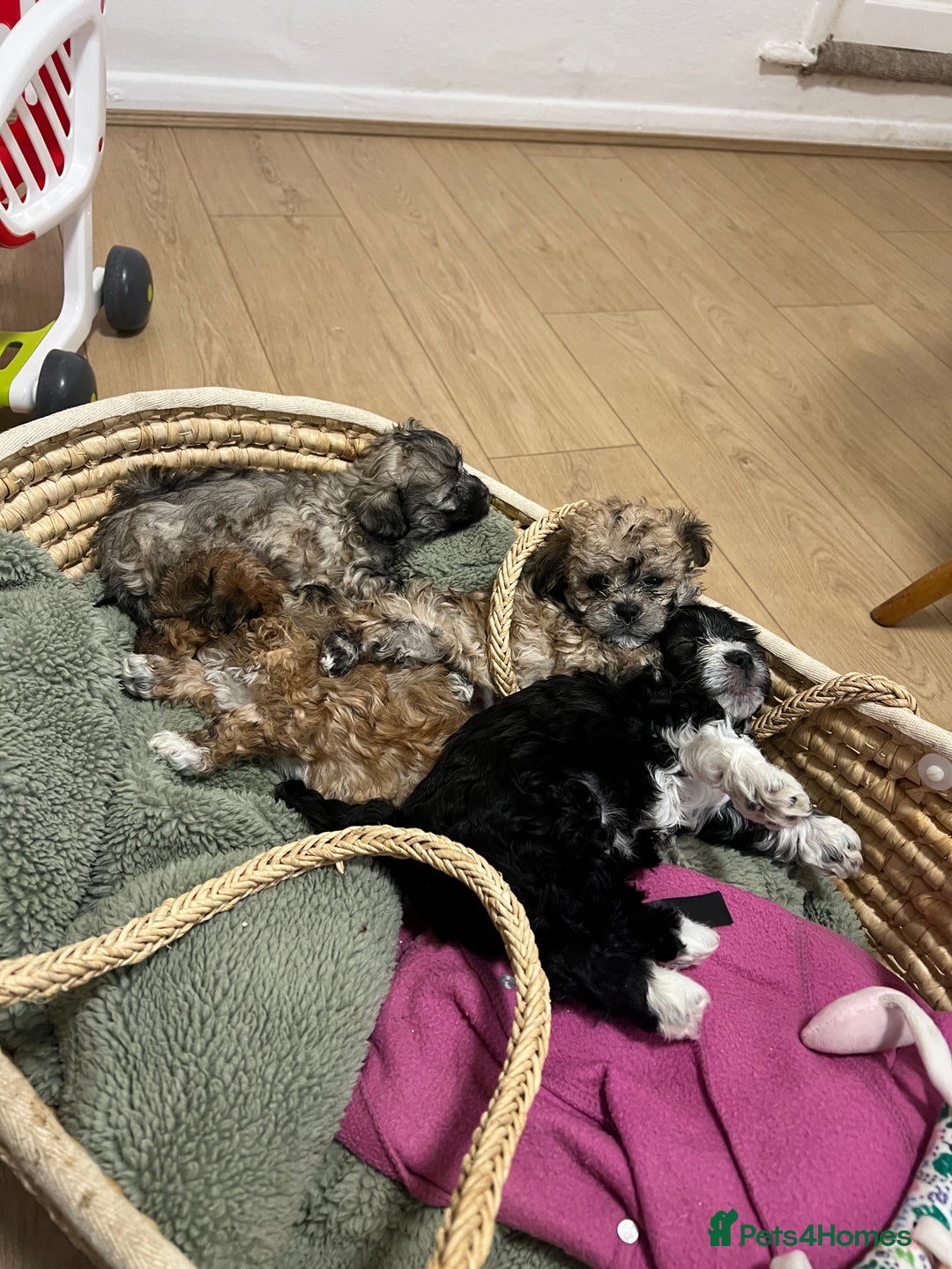 Bichon Frise dogs for sale: Bichon frise puppies for sale  - Advert 4