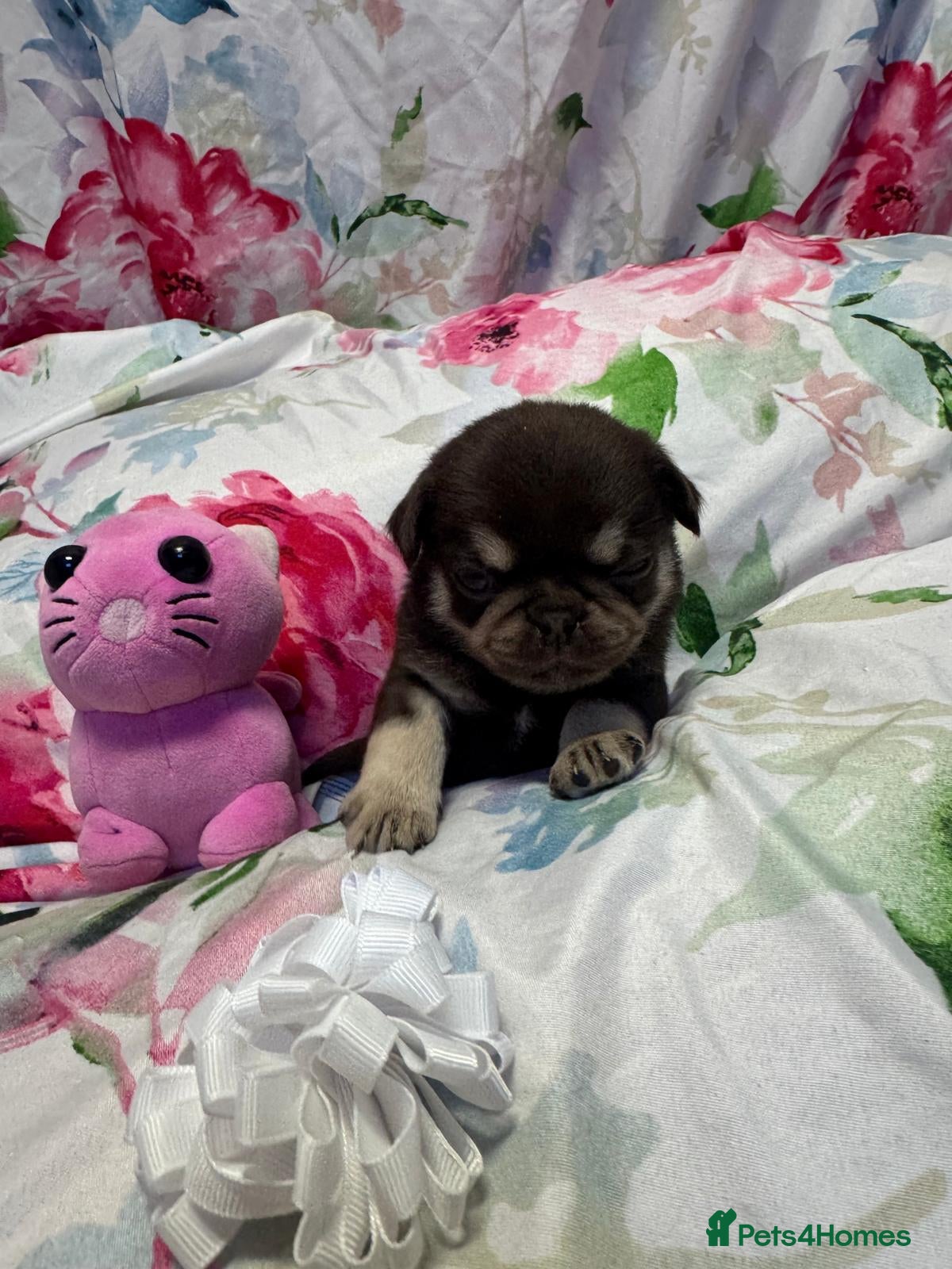 Pug dogs Pug puppies  - Advert 2