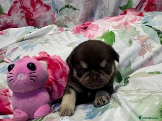 Pug dogs Pug puppies - Advert 2