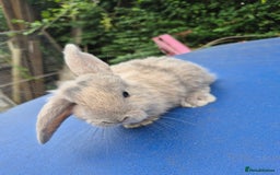 Mixed Breed rabbits for sale: Holland lop rabbits 8 week old  - Image 13