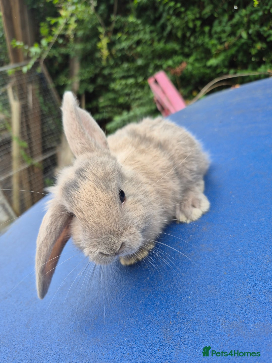 Mixed Breed rabbits for sale: Holland lop rabbits 8 week old  - Image 13