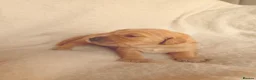 Golden Retriever dogs for sale: KC Registered Golden Retriever Puppies  - Advert 10