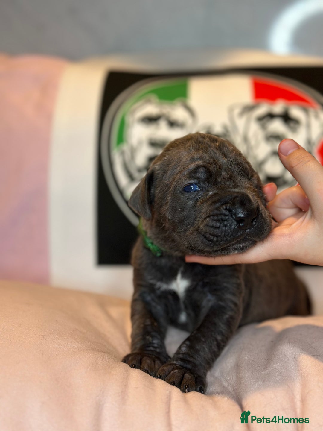 Cane Corso dogs for sale: Cane corso IKC/FCI  - Advert 18