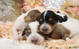 Miniature Dachshund dogs for sale: KC Longhair Miniature Dachshund Puppies - Image 5