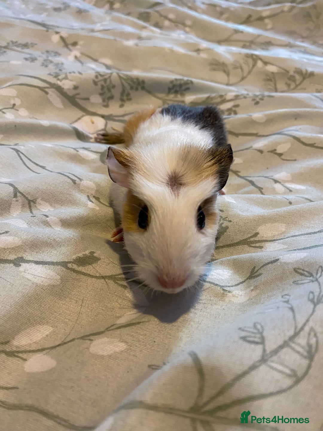 Guinea Pig rodents for sale: Guinea pigs  - Image 9