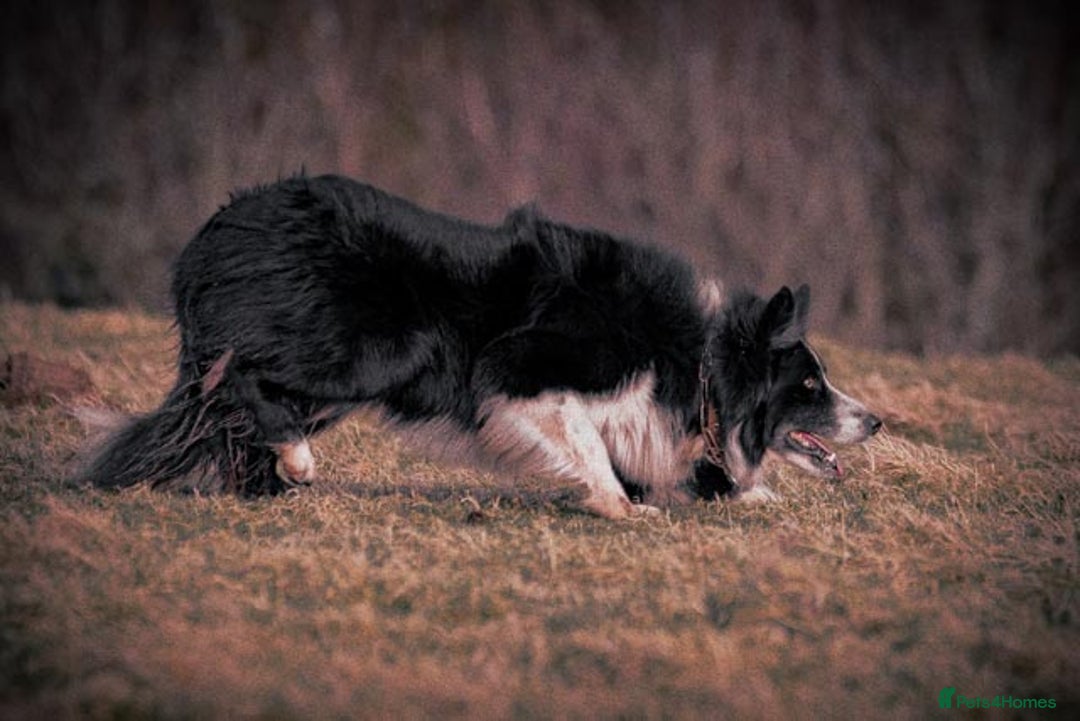 Border Collie dogs for sale: Border Collie sheepdog pups  - Image 5