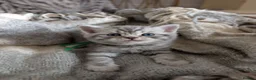 British Shorthair cats for sale: Full British shorthairs  - Advert 9