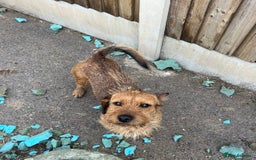 Mixed Breed dogs for sale: Chihuahua cross terrier puppies  - Image 25