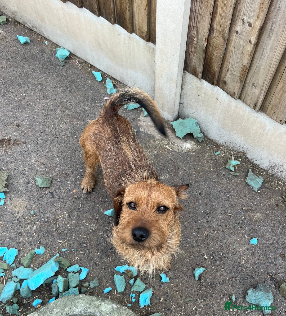 Mixed Breed dogs for sale: Chihuahua cross terrier puppies  - Image 25
