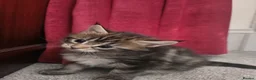 Maine Coon cats for sale: 2 maine coon girl kittens for sale in Paisley - Advert 3