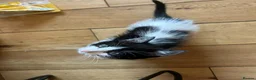 Mixed Breed cats for sale: Ragdoll x tabby - Advert 5