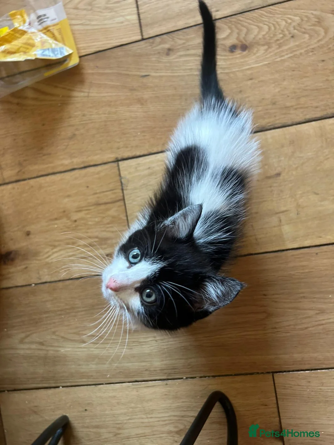 Mixed Breed cats for sale: Ragdoll x tabby - Advert 5