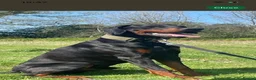 Dobermann dogs for sale: KC Reg Doberman - Health tested parents - Advert 8