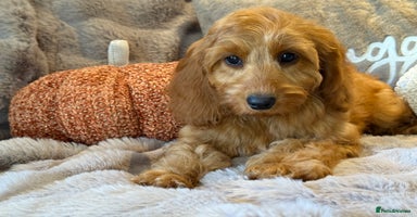 Cockapoo dogs - Advert 3