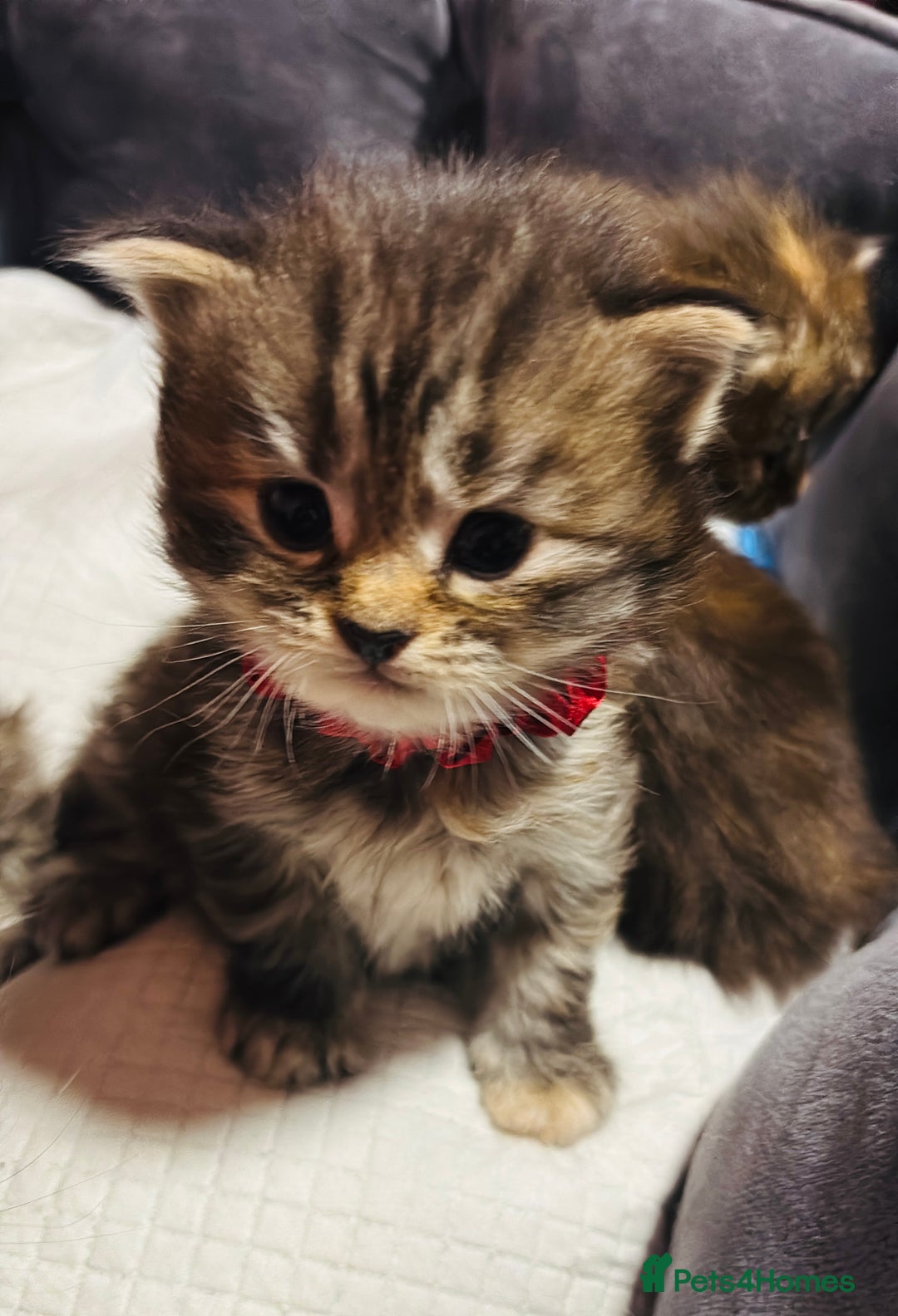 Scottish Fold cats for sale: Scottish fold long hair - Advert 3