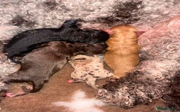 Toy Poodle dogs for stud: ‘Teddy’ KC Registered/Health tested Toy Stud in Wigan - Image 30