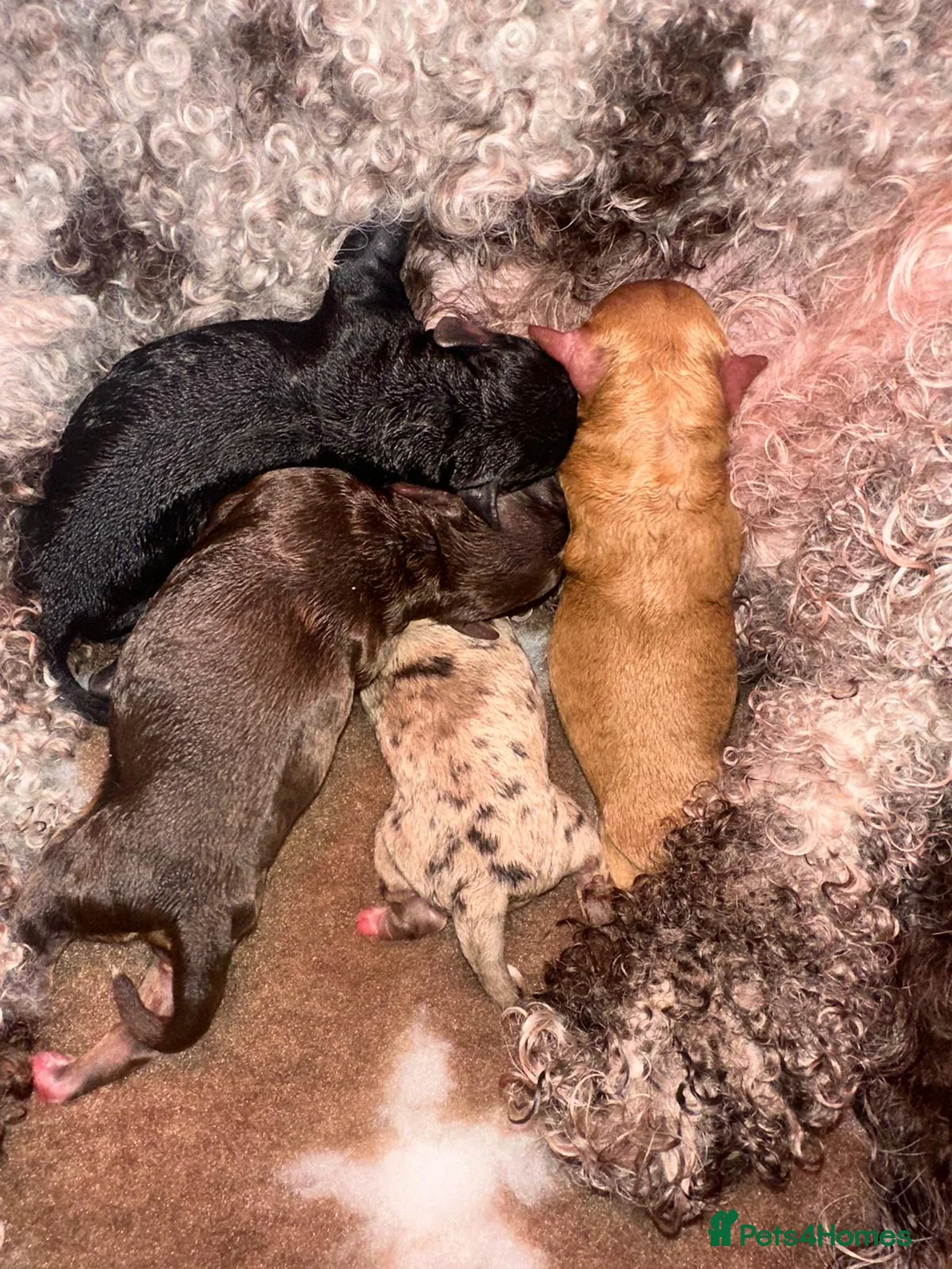 Toy Poodle dogs for stud: ‘Teddy’ KC Registered/Health tested Toy Stud in Wigan - Advert 34