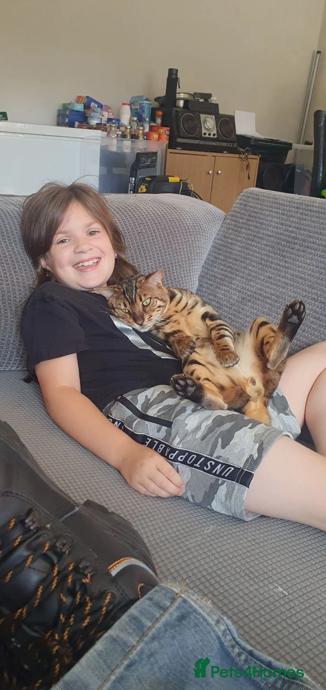 Bengal cats for sale: Bengal Cat - Advert 4