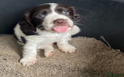 Cocker Spaniel dogs for sale: 2 boy spaniel puppies - Image 2