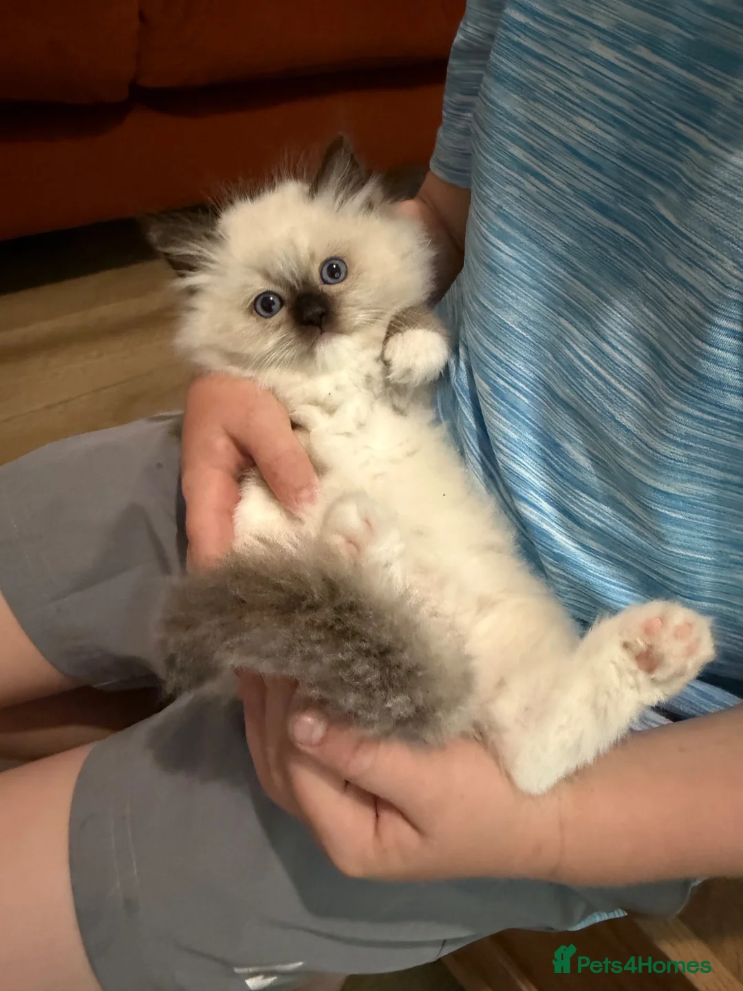 Ragdoll cats for sale: 🌸Active price £1650-DNA health tested🌸 - Advert 2