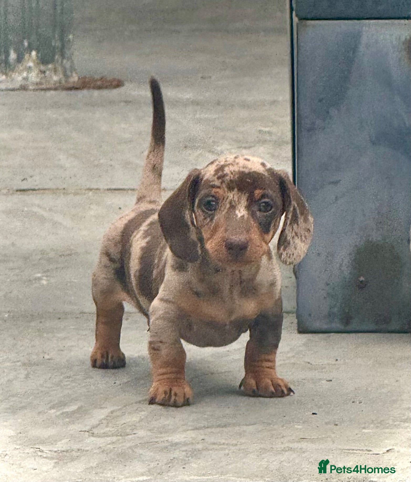Miniature Dachshund dogs Outstanding Litter of Miniature dachshund puppies  - Advert 1