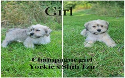 Shorkie dogs for sale: Shorkie pups ready now - Image 5