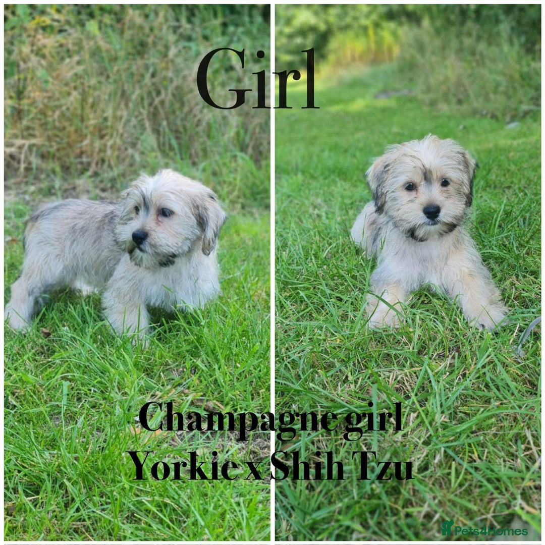 Shorkie dogs for sale: Shorkie pups ready now - Image 5
