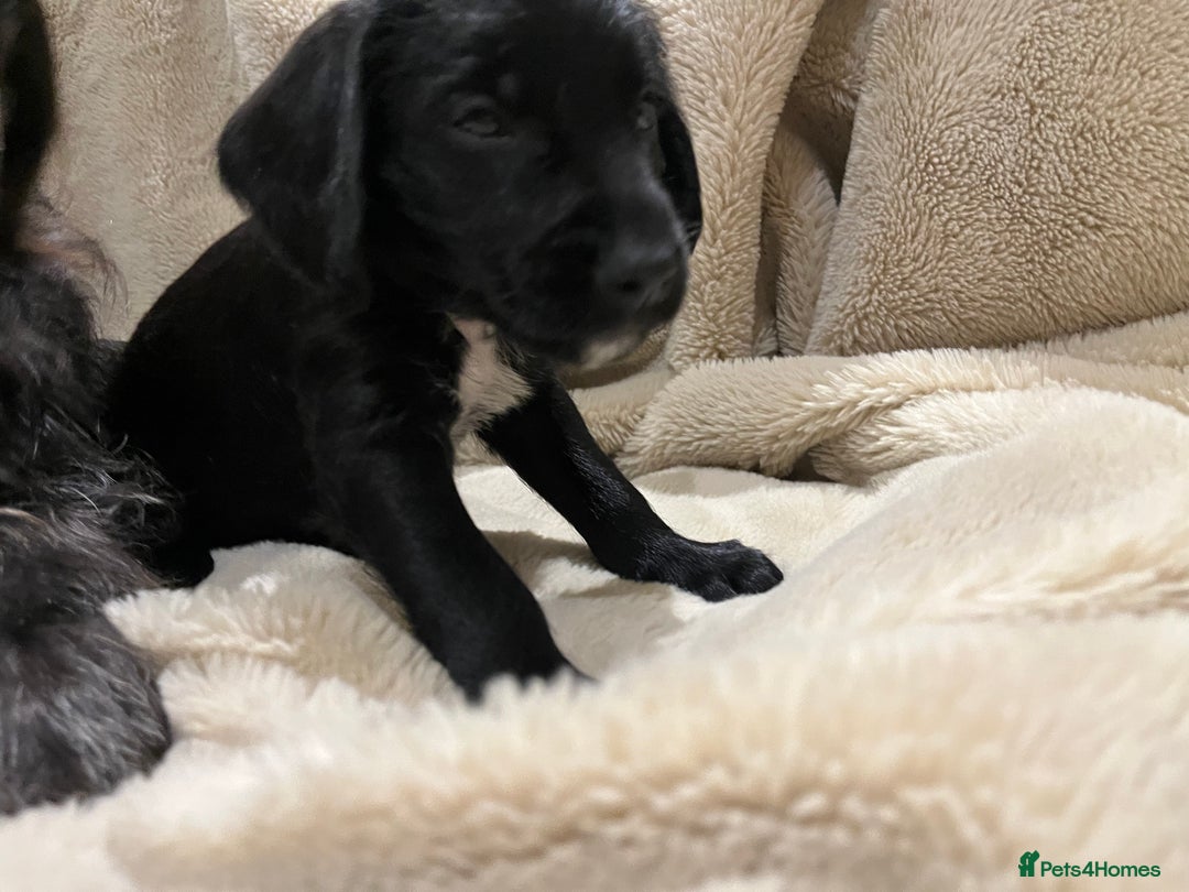 Mixed Breed dogs for sale: Springer Schnoodle puppies  - Advert 5