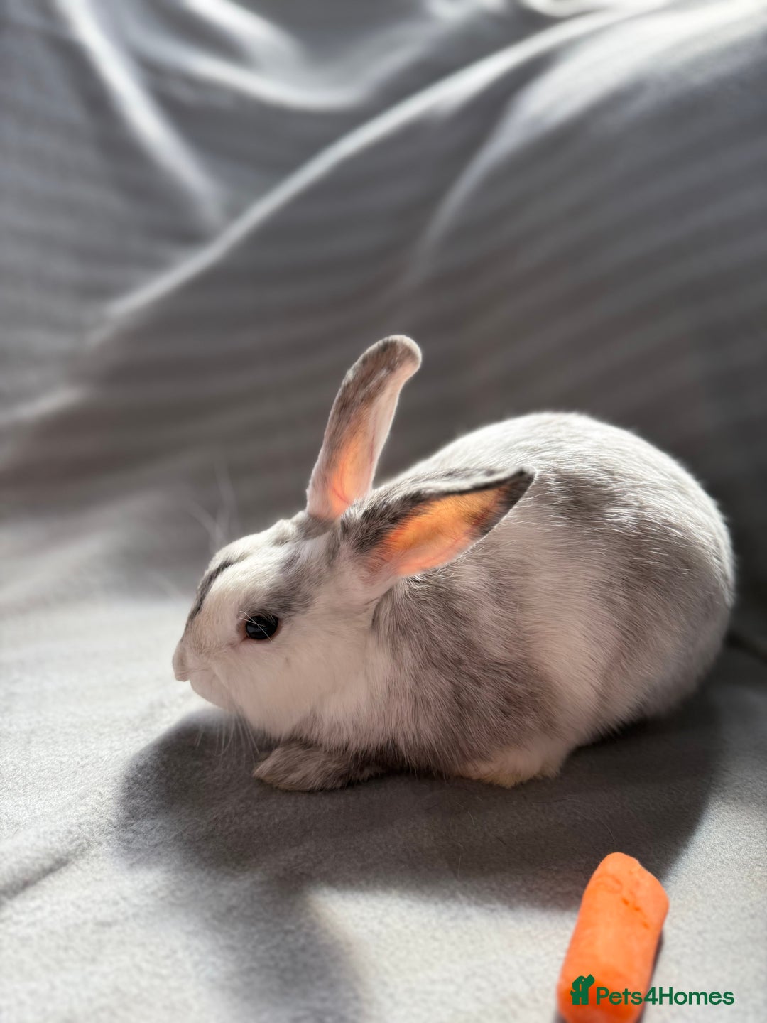 Mixed Breed rabbits for sale: 3 stunning Lop crossed with Double lion mane - Image 2