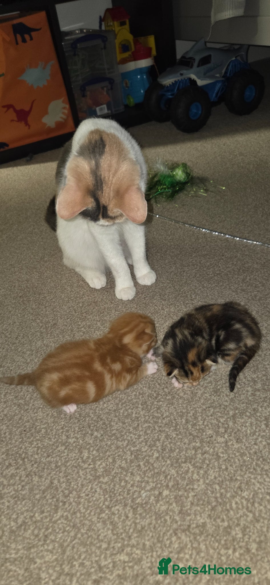 British Shorthair cats 2 kittens  - Advert 1