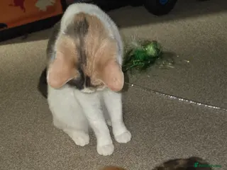 British Shorthair cats 2 kittens - Advert 1