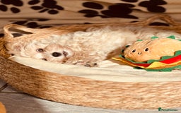 Maltipoo dogs for sale: F1 Toy Maltipoo puppys   - Image 8