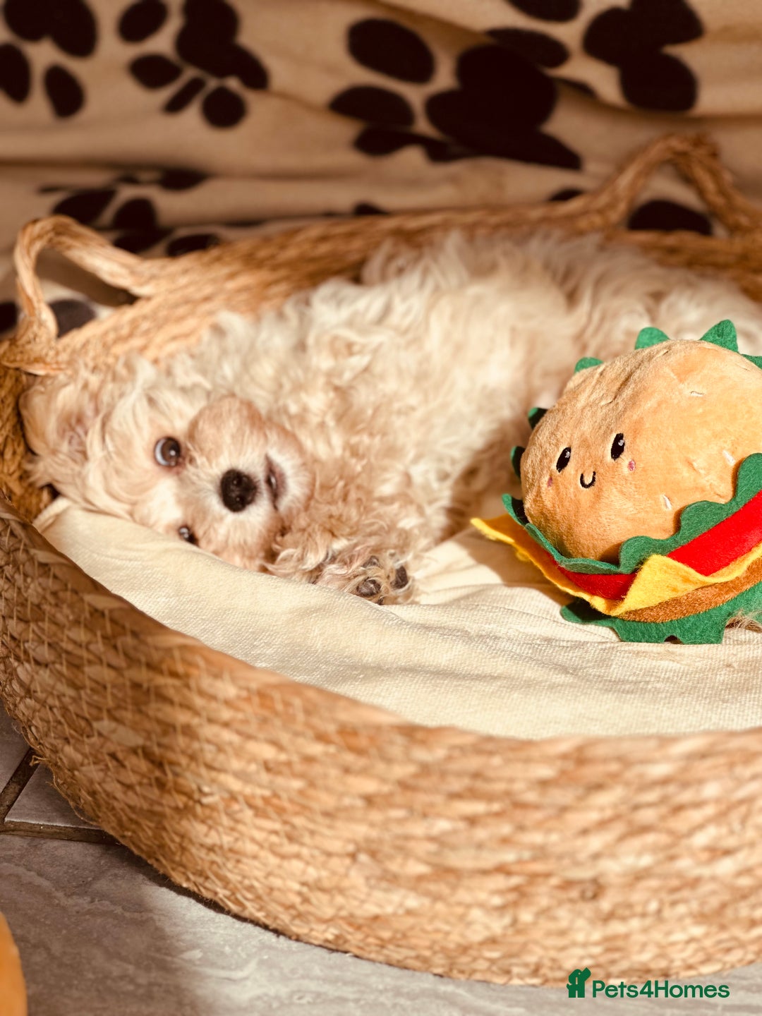 Maltipoo dogs for sale: F1 Toy Maltipoo puppys   - Image 8