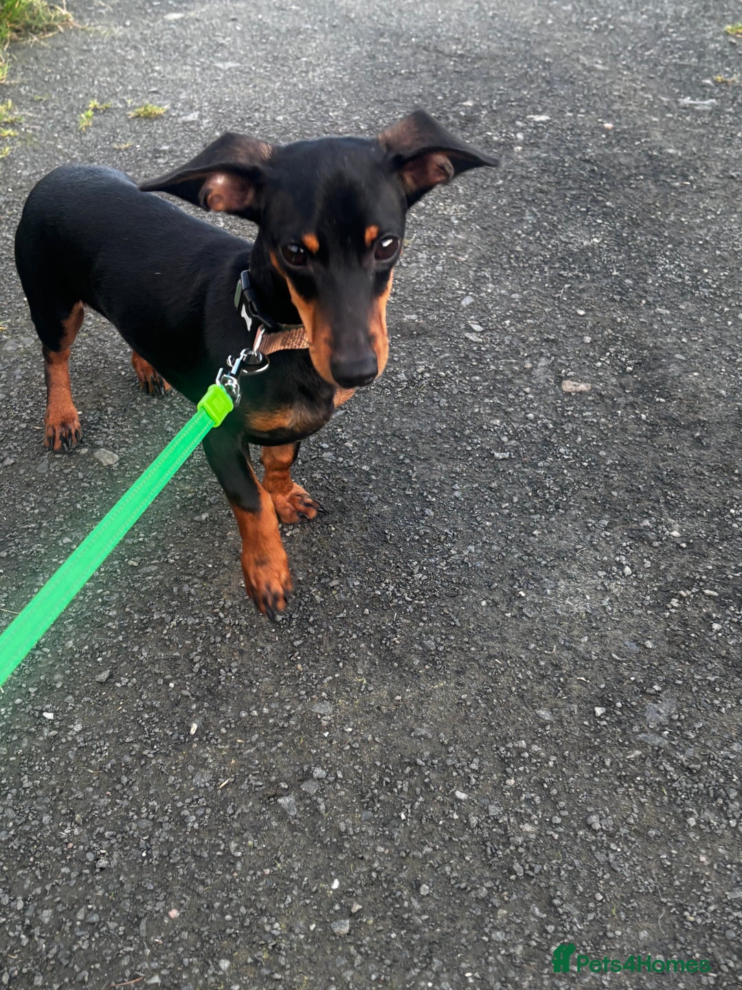 Mixed Breed dogs for sale: Mini dachshund mix  - Advert 3