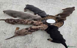 Miniature Dachshund dogs for sale: 3 left mini dachshund BOYS KC READY NOW   - Image 12