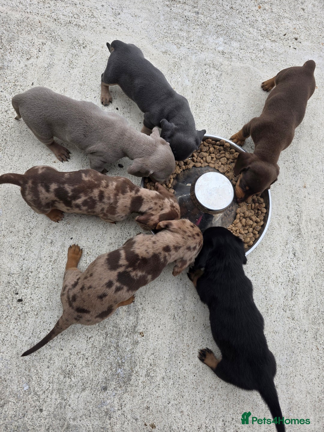 Miniature Dachshund dogs for sale: 3 left mini dachshund BOYS KC READY NOW   - Image 12